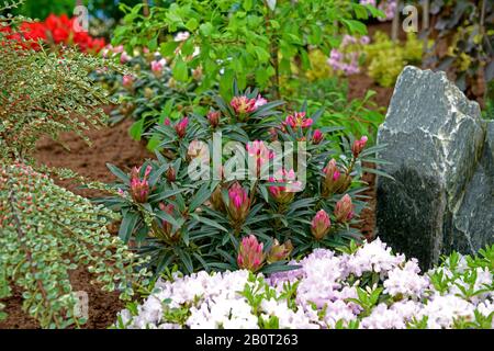 Rhododendron (Rhododendron 'Graziella', Rhododendron Graziella), en Bud, Allemagne, Basse-Saxe Banque D'Images