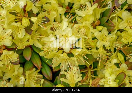 Le rhododendron (Rhododendron Keisuke keiskei 'Princesse Anne', Rhododendron keiskei Princess Anne), le cultivar Princess Anne Banque D'Images