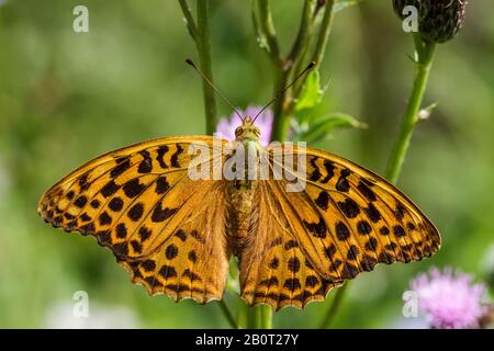 Silver-lavé fritillary (Argynnis paphia), Femme, Allemagne Banque D'Images