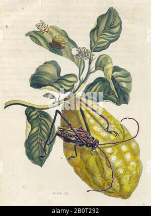 Plante et papillon de Metamorphosis insectorum Surinamensium (insectes du Surinam) un livre de Maria Sibylla Merian de couleur manuelle du XVIIIe siècle publié Banque D'Images