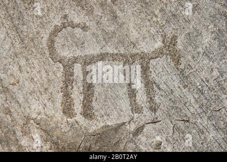 Petroglyph, sculpture de roche, d'un chien schématique. Sculpté par l'ancien peuple Camunni à l'âge du cuivre entre 3200-2200 av. J.-C. Rock no 29, Foppi di Nadro, Banque D'Images