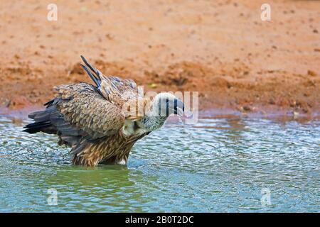 Vautour à dos blanc africain (Gyps africanus), boire dans un trou d'eau, Afrique du Sud, Mkhuze Game Reserve Banque D'Images