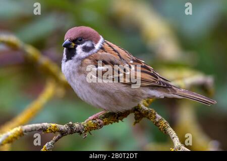 Canard souchet (passer montanus), assis sur une branche, Allemagne Banque D'Images