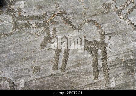 Petroglyph, sculpture de roche, d'un chien schématique. Sculpté par l'ancien peuple Camunni à l'âge du cuivre entre 3200-2200 av. J.-C. Foppi Di Nadro, Riserva Nat Banque D'Images