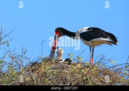 Cigotage de selle (Ephippiorhynchus senegalensis), poussin d'alimentation adulte au nid, Afrique du Sud, Lowveld, Parc national Krueger Banque D'Images