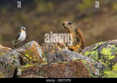 La lactosérum du Nord (Oenanthe oenanthe), perché mâle dans le plumage de reproduction sur une roche, en arrière-plan une marmotte, Suisse, Grisons, Pontresina Banque D'Images