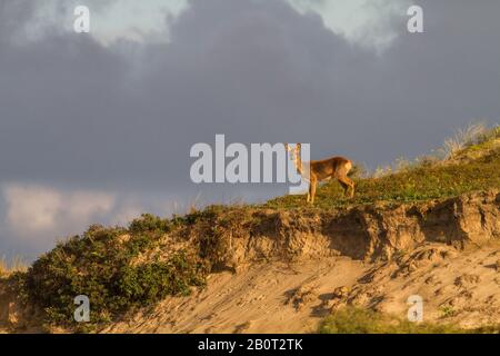 Cerf de Virginie (Capreolus capreolus), femme debout sur la colline du sable, Pays-Bas, Hollande-Méridionale, Berkheide Banque D'Images