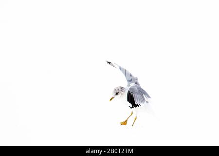 Mew goll (Larus canus), atterrissage dans la neige, Pays-Bas, Hollande-Méridionale Banque D'Images