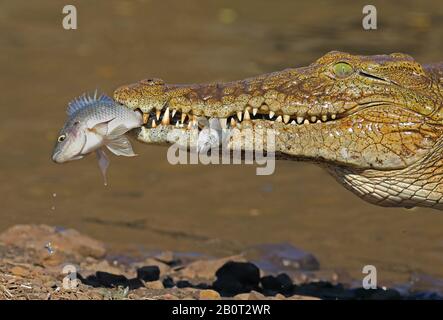 Crocodile du Nil (Crocodylus niloticus), avec des poissons catchés dans la bouche, portrait, Afrique du Sud, Lowveld, Parc national Krueger Banque D'Images