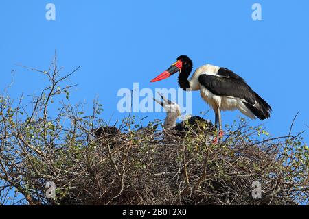 Cigotage de selle (Ephippiorhynchus senegalensis), poussin d'alimentation adulte au nid, Afrique du Sud, Lowveld, Parc national Krueger Banque D'Images