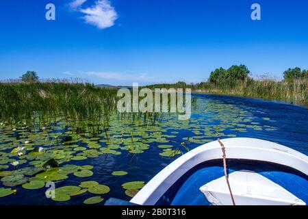 Excursion en bateau sur le delta du Danube, Roumanie, Delta du Danube Banque D'Images