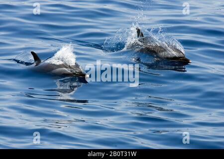 Dauphin à tête bridée, dauphin à pois pantropicaux, dauphin à pois blancs (Stenella atténuata), à la surface, îles du Cap-Vert Banque D'Images