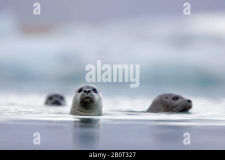 Joint de port, joint commun (Phoca vitulina), portrait, natation, Islande Banque D'Images