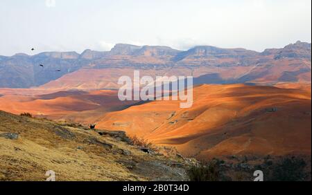 Vue du château de Giants Vautour Masquer à la réserve de jeux de Drakensberge, Afrique du Sud, Giants Castle Banque D'Images