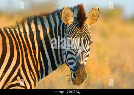 Common Zebra (Equus Quagga), Portrait, Afrique Du Sud, Parc National Krueger Banque D'Images