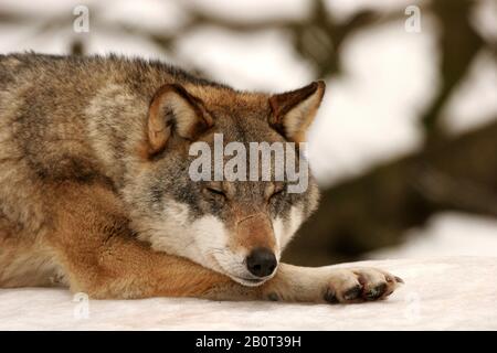 Loup gris européen (Canis lupus lupus), dormant, Pologne, parc national de Bialowieza Banque D'Images