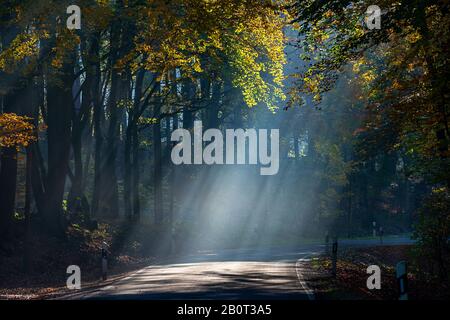 Rayons de soleil sur une route en forêt d'automne le matin brouillard, Allemagne, Rhénanie-du-Nord-Westphalie Banque D'Images