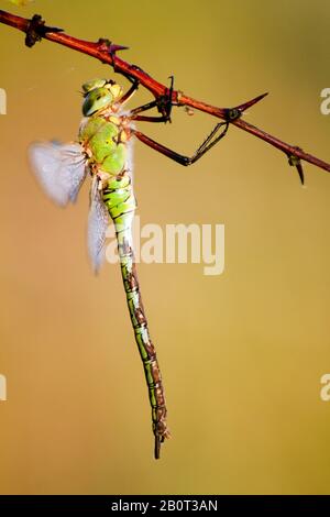 L'empereur libellule (Anax imperator), se trouve à une brindille, aux Pays-Bas Banque D'Images