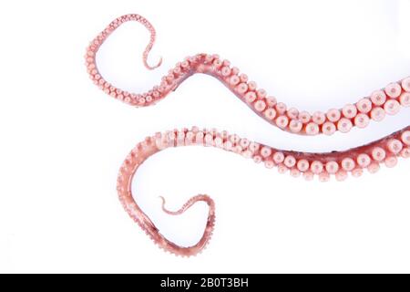 Tentacules de poulpe, gros plan Banque D'Images