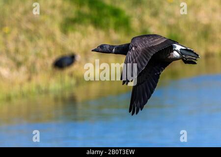 Bernache cravant (Branta bernicla), en vol au-dessus de l'eau, Pays-Bas, Texel Banque D'Images