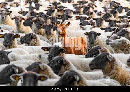 Chèvre domestique (Capra hircus, Capra aegragus F. hircus), chèvre-HE dans un troupeau de moutons, Allemagne, Rhénanie-du-Nord-Westphalie Banque D'Images