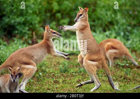 Wallaby agile, wallaby sablonneux (Macropus agilis, Valabia agilis), combats, Australie, Queensland Banque D'Images