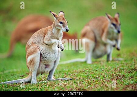 Wallaby agile, wallaby sablonneux (Macropus agilis, Valabia agilis), se tient dans un pré, Australie, Queensland Banque D'Images