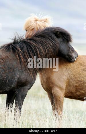 Cheval islandique, cheval islandais, poney islandais (Equus przewalskii F. cavallus), zwo chevaux islandais penchant contre l'autre, Islande Banque D'Images