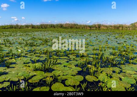 Excursion en bateau sur le delta du Danube, Roumanie, Delta du Danube Banque D'Images