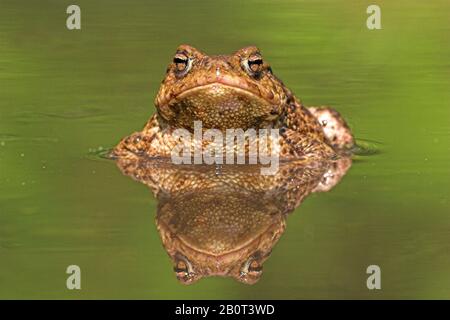 Crapaule commune européenne (Bufo bufo), dans l'eau avec image miroir, Pays-Bas Banque D'Images