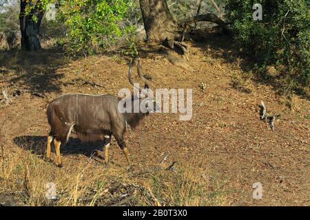 Nyala (Tragelaphus angasi), homme debout dans le shrubland, vue latérale, Afrique du Sud, KwaZulu-Natal, Mkhuze Game Reserve Banque D'Images