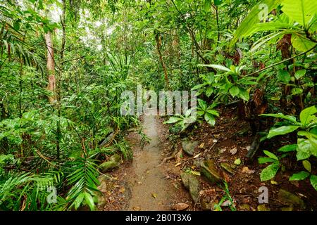 Chemin à travers la forêt tropicale des chutes de Zillie, Australie, Queensland Banque D'Images