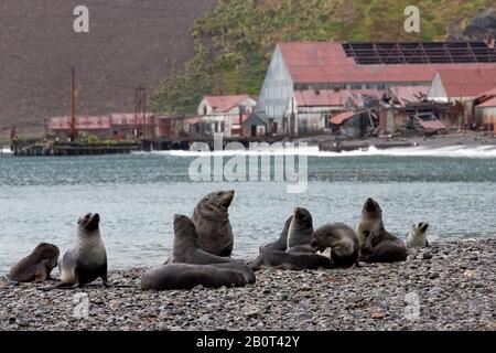 Phoque à fourrure de l'Antarctique (Arctocephalus gazella), groupe sur la côte sud de la Géorgie, Suedgeorgien Banque D'Images