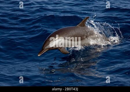 Dauphin à tête bridée, dauphin à pois pantropicaux, dauphin à pois blancs (Stenella atténuata), saut, îles du Cap-Vert Banque D'Images