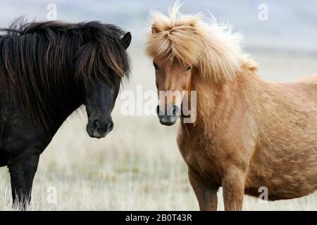 Cheval islandique, cheval islandais, poney islandais (Equus przewalskii F. cavallus), se tiennent dans un pré, Islande Banque D'Images