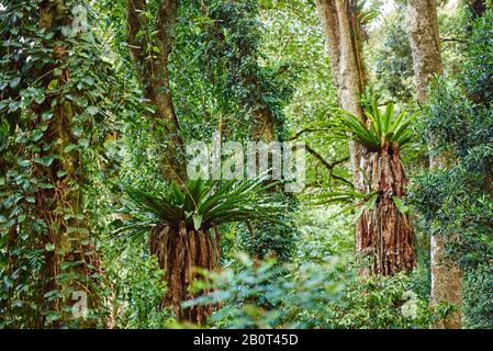 Fougères d'oiseaux (Asplenium australasicum), épiphytique dans le parc national de Lamington, Australie, Queensland, parc national de Lamington Banque D'Images