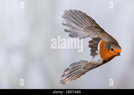 Vol européen (Erithacus rubecula), vol, vue de face, Allemagne Banque D'Images