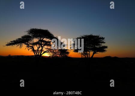 Savane au coucher du soleil, Afrique du Sud, KwaZulu-Natal, réserve de jeux de Zimanga Banque D'Images