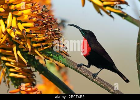 sunbird (Nectarinia senegalensis, Chalcomtra senegalensis), mâle à la recherche de nourriture dans des fleurs d'aloès, Afrique du Sud, Parc national Krueger, Skukuza Banque D'Images