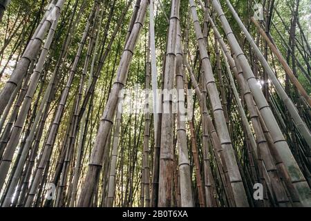 Vue de dessous des tiges de bambou. Schéma des lignes verticales vert avec le fond bleu du ciel. Photo naturelle d'une forêt de bambous. Banque D'Images