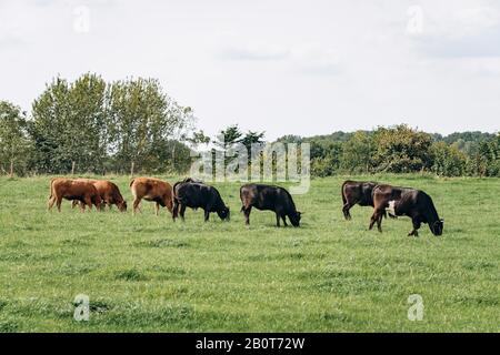 Groupe de vaches broutant dans un pré vert. Les vaches paissent dans la ferme Banque D'Images