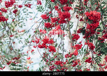 Rowan sur les branches. Rowan sur les branches dans le jardin. Vue rapprochée. Banque D'Images