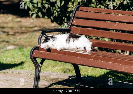 Un chat noir et blanc dort sur un banc le long d'une journée d'été. Doucement. Couchage Cat Banque D'Images