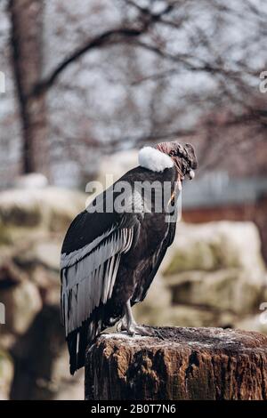 Condor des Andes se trouve sur un vieux arbre log cabin Banque D'Images