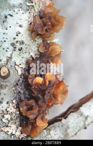 Tremella foliacea (Phaeotremella foliacea coll.), connue sous le nom de cerveau feuillepertuis, de feuille de gelée ou de beurre brun de sorcière, champignon sauvage de Finlande Banque D'Images