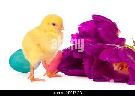 Pâques avec poussins, œufs et fleurs. Photo créative. Banque D'Images