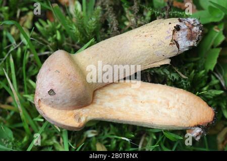 Gomphidius rutilus (Chromogomphus rutilus coll.), connu sous le nom de pic de cuivre ou de limécap brun, champignons sauvages de Finlande Banque D'Images