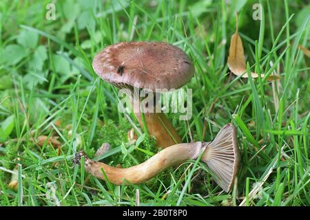 Gomphidius rutilus (Chromogomphus rutilus coll.), connu sous le nom de pic de cuivre ou de limécap brun, champignons sauvages de Finlande Banque D'Images