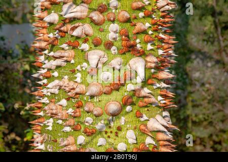 Ceiba speciosa, arbre de tronc épineux et gras de pickly à Chypre. Banque D'Images