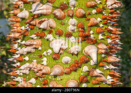 Ceiba speciosa, arbre de tronc épineux et gras de pickly à Chypre. Banque D'Images